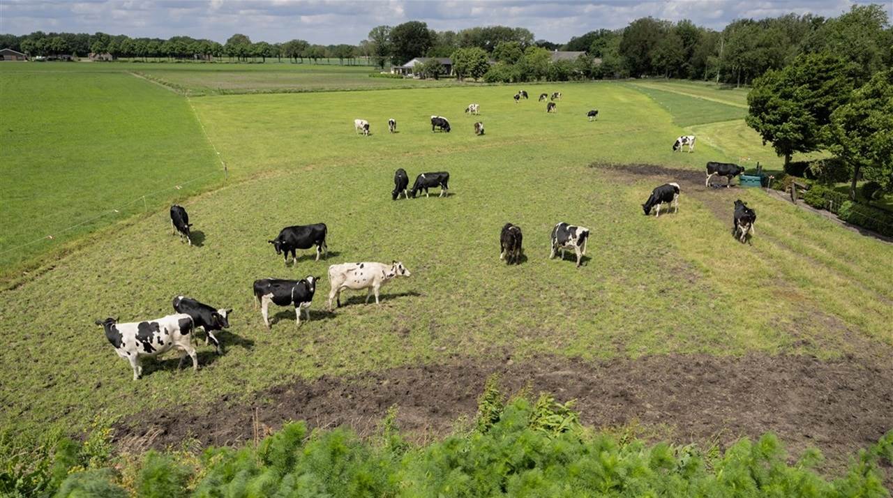 Koeien in de wei - natuurinclusief